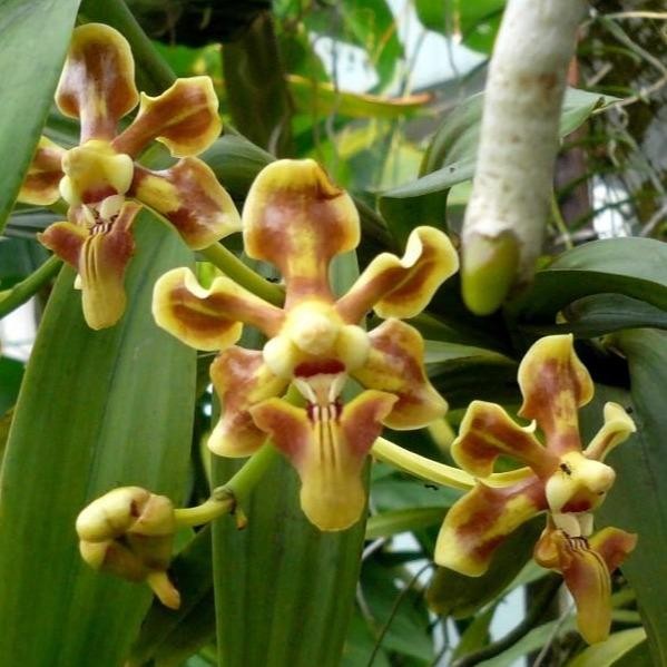 [ DEWASA ] Vanda helvola Anggrek Hutan Asli Indonesia, Harga Terjangkau, Kualitas Koleksi 