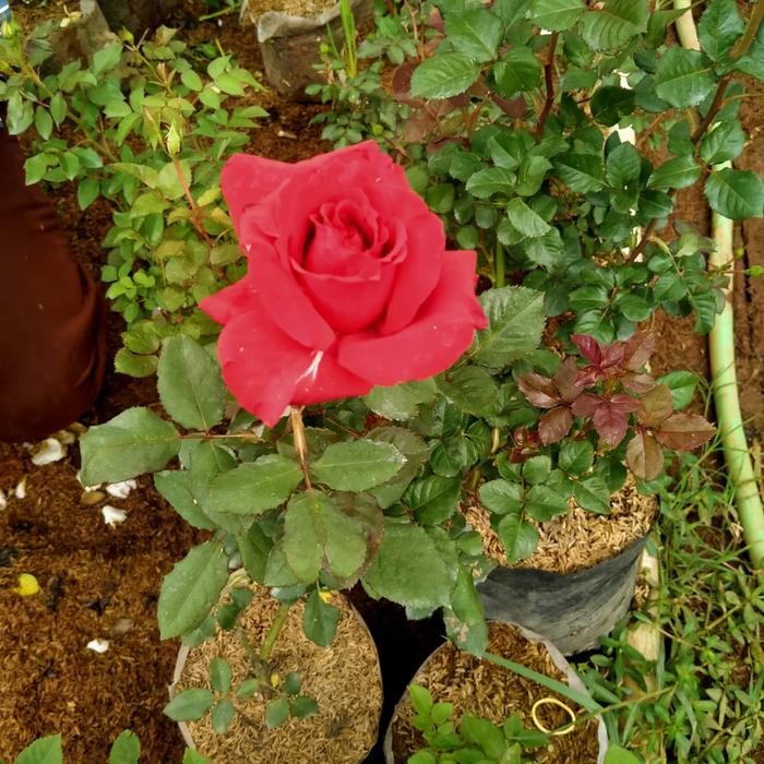 Bunga Mawar / Rose Merah Luna Tanaman Hias rumah dan halaman taman