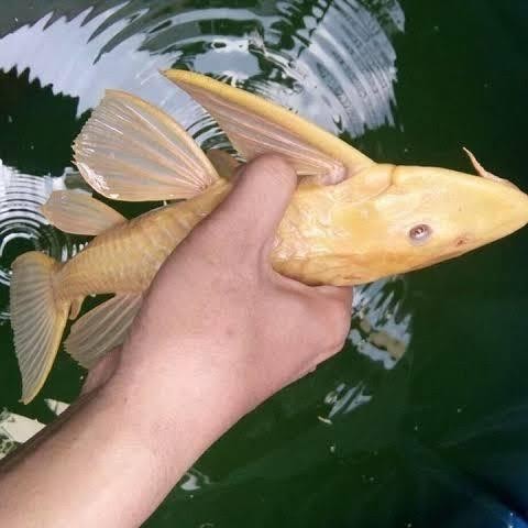 Alga eater sapu albino redfin albino black *