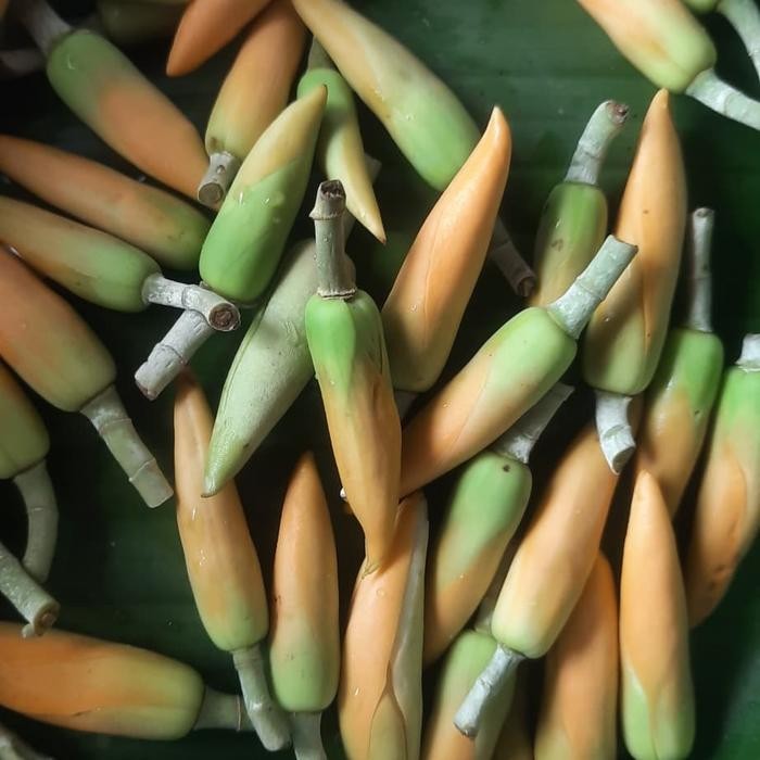 Bunga Kantil Kuning Kantil Putih *