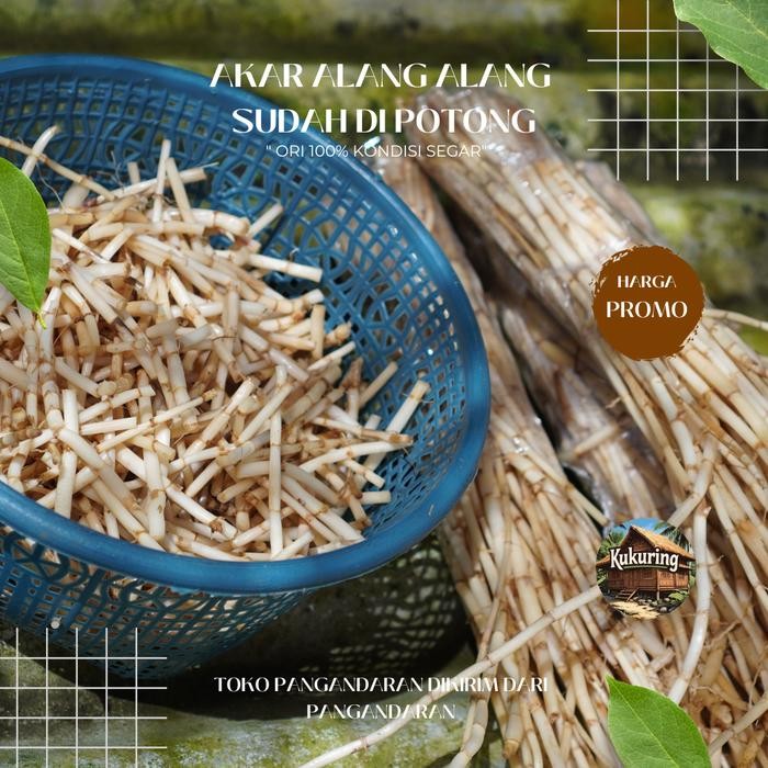 

[Fresh] Akar Alang Alang Segar 100 gram Pendek 2-3 cm ( Cacah )