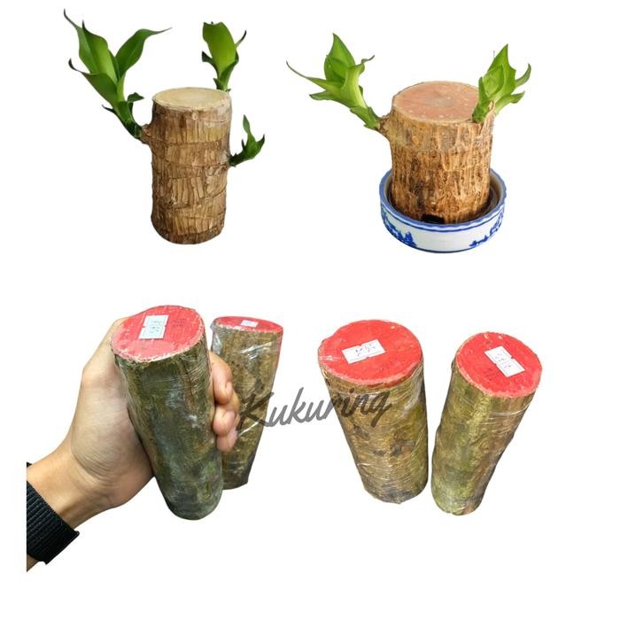 

[Fresh] Oembi Hanjuang Bonsai Hijau (dracaena pragrance brazilian wood) Tanaman Hias Indor
