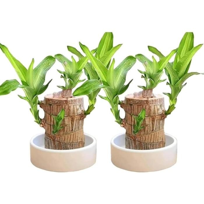 

[Fresh] Ori The Brazilian Wood Tanaman Hias Indoor Unik Viral Bonsai Hanjuang