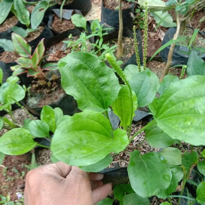 

[Fresh] Bibit Tanaman Herbal Ki urat Ki Sendok / Kisendok Kiurat murah meriah