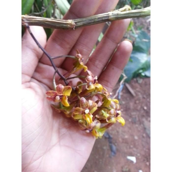 

[Fresh] Dendrobium Hymenophyllum sp