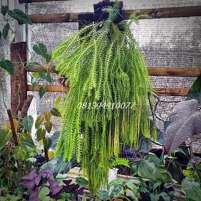 

[Fresh] Tanaman hias gantung Hupezia phlegmaria rumpai sisik