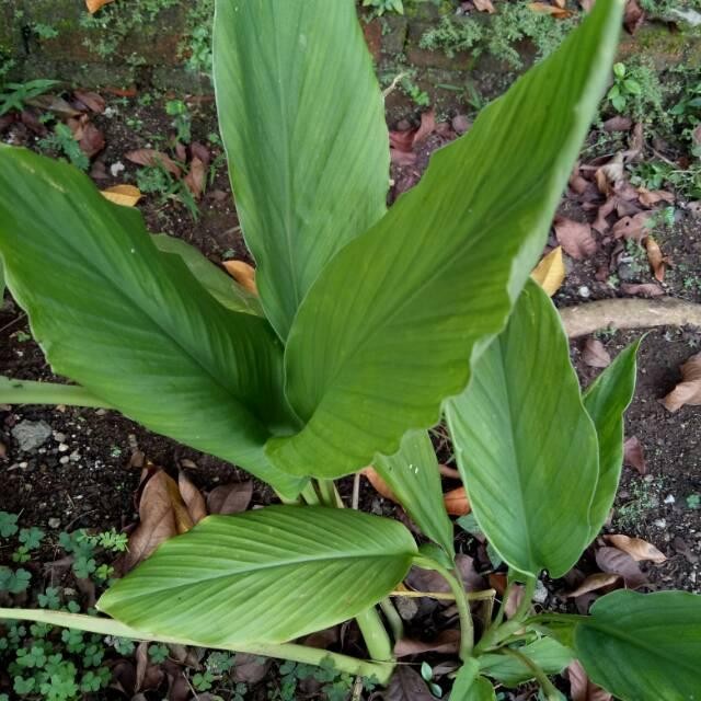 

[Fresh] BIBIT KUNYIT SAYUR / KUNYIT BUMBU / KUNYIT MASAK