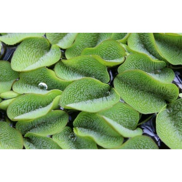 

[Fresh] Tanaman Air Apung atau Kiambang 1 pcs kayambang aquascape