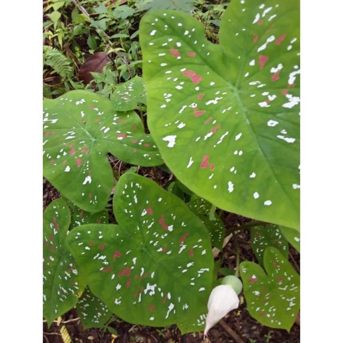 

[Fresh] tanaman hias keladi tricolor / keladi bintik