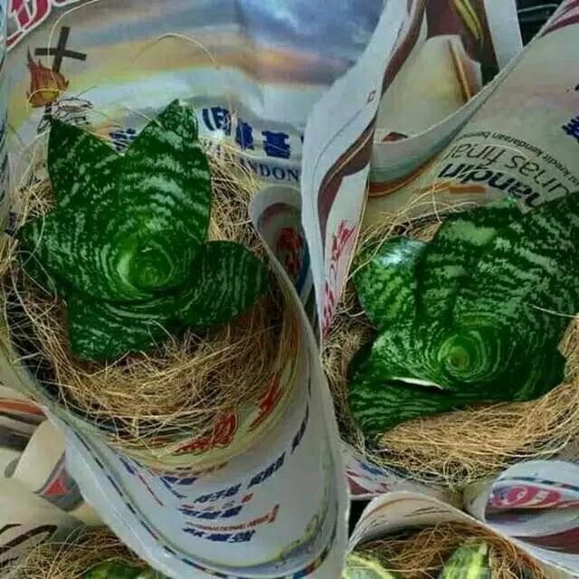 

[Fresh] Promo Baby Sansivera Lidah Mertua Mini / tanaman pembersih udara