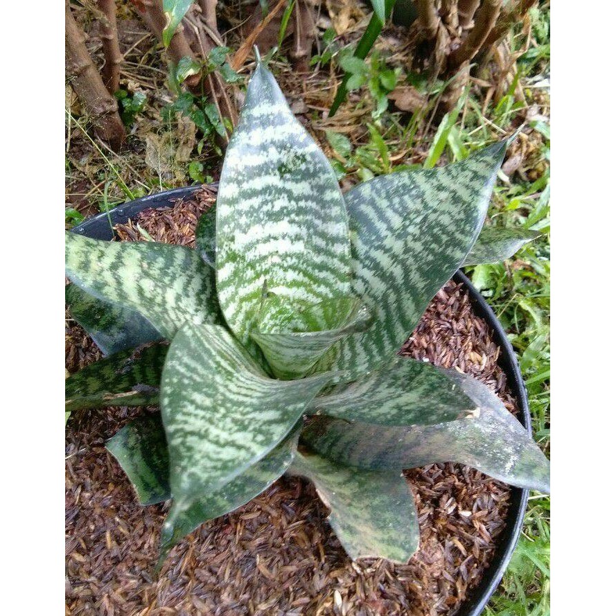 

[Fresh] Promo tanaman hidup/pohon/hias sansiviera mini/lidah mertua