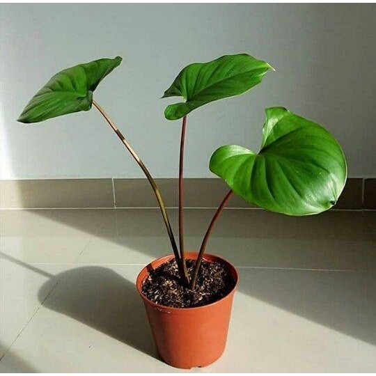 

[Fresh] Homalomena hijau batang merah tanaman hias indor outdor (cbr)