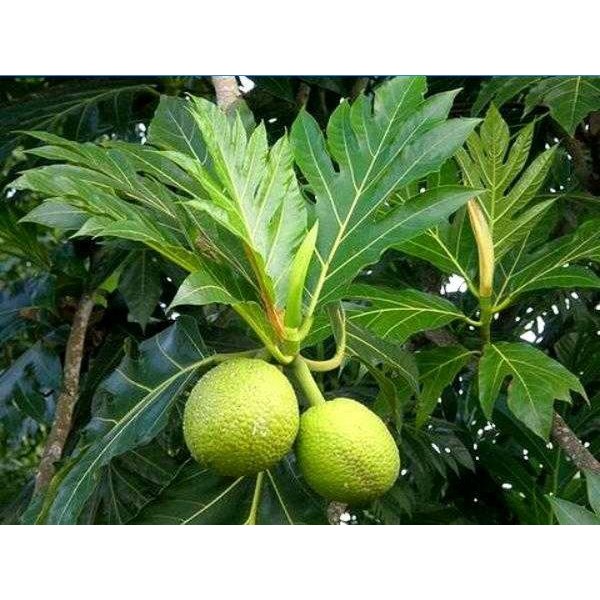 

[Fresh] Daun Sukun Segar 500 gr / Fresh