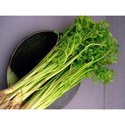 

[Fresh] Sayuran Langka Daun Seladren atau tespong Segar sladren