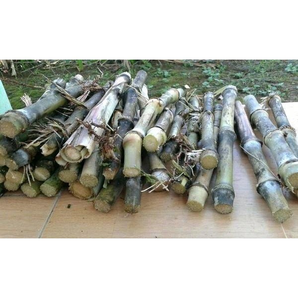 

[Fresh] Benih Bibit Turubuk Batang Stek Turubuk Terubuk Terubus Trubus