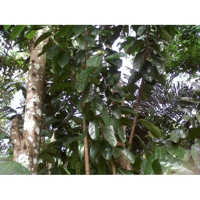 

[Fresh] Daun Sirsak Gunung / Liar 1Kg (Annona Montana Leaf langsung petik