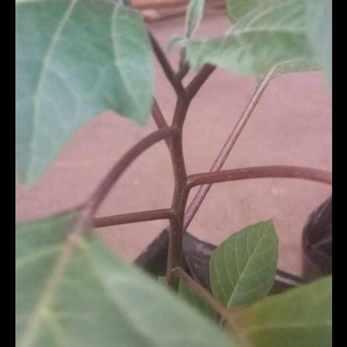 BIBIT KECUBUNG,BIBIT TANAMAN HERBAL KECUBUNG WULUNG,BIBIT SDH BESAR