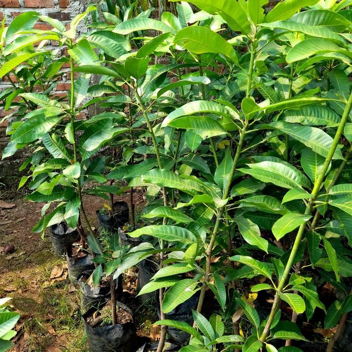 POHON MANGGA HARUM MANIS//BIBIT MANGGA HARUM MANIS KWALITAS SUPER