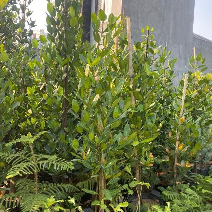 BIBIT TANAMAN FUKUGI / GARCINIA SUBELLIPTICA / NANGKA TAIWAN