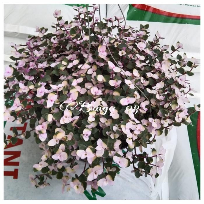 TANAMAN GANTUNG KRIBO VARIEGATA RIMBUN