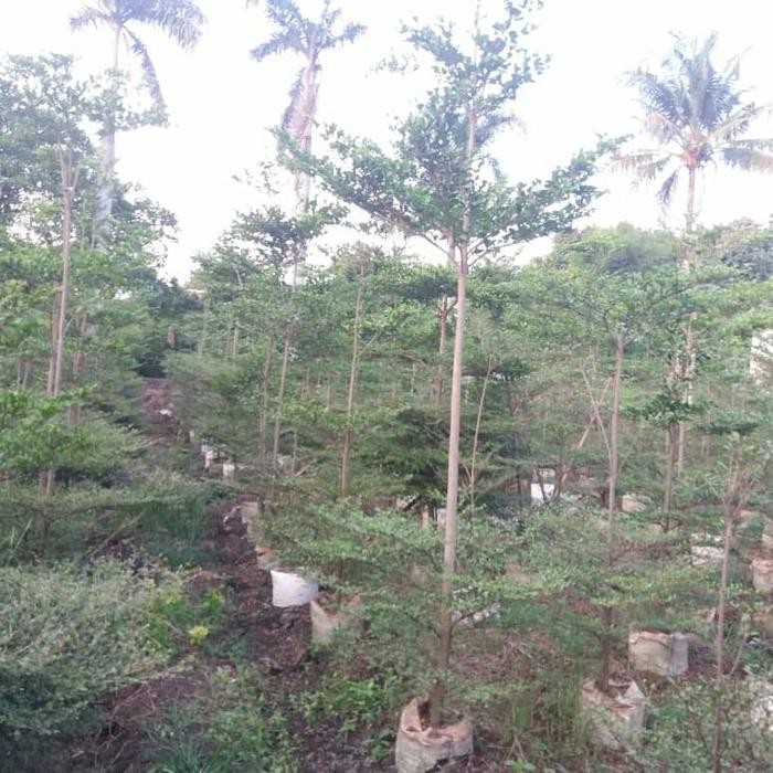 POHON KETAPANG KENCANA 5METER