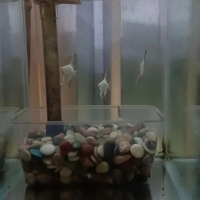 MANFISH BULGARIAN SEAL POINT /BSP