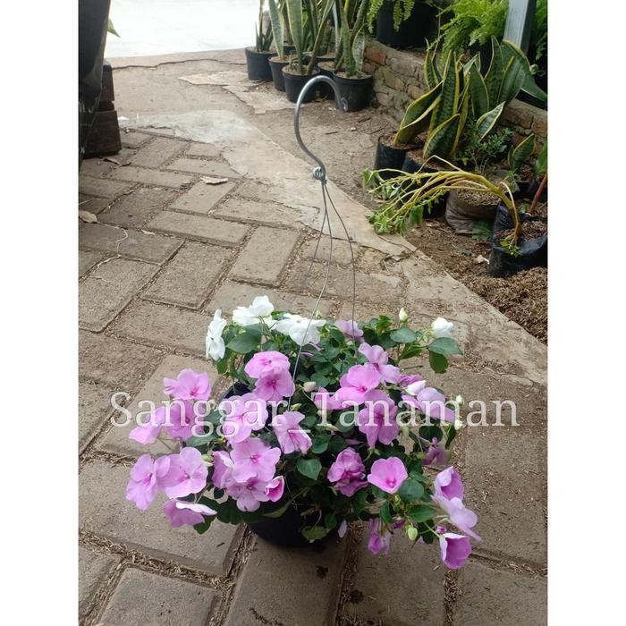 tanaman hias pacar air / tanaman indoor