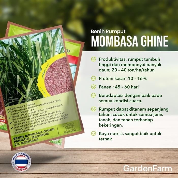 GARDENFARM - BENIH RUMPUT UNGGUL SUPER MOMBACA/MOMBACA GHINE - BIBIT RUMPUT SUPER MOMBACA - BIBIT
