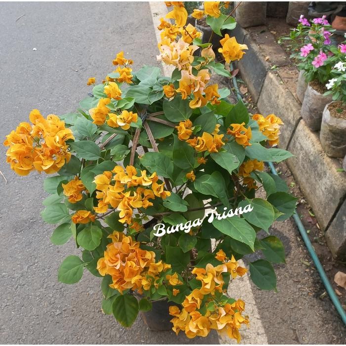 Tanaman hias bunga Bougenville/bunga kertas /Tanaman Bougenville bunga cantik