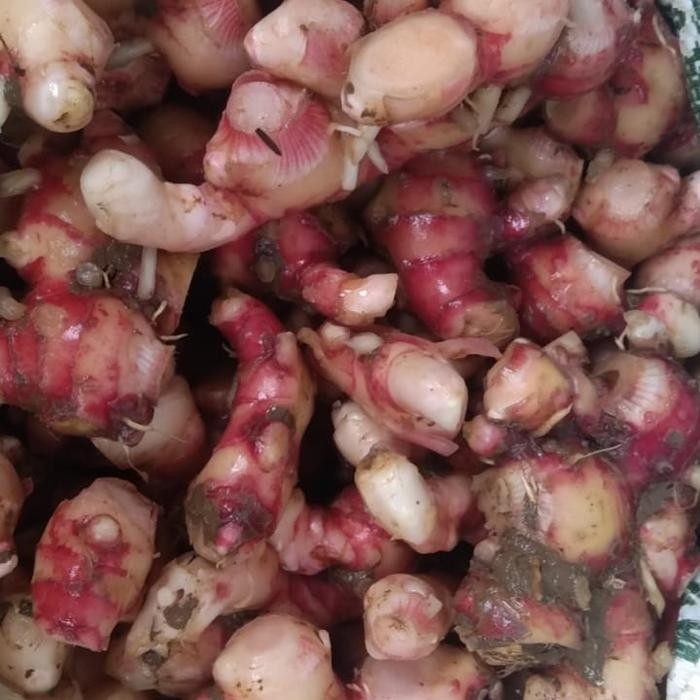 

TERLARIS jahe merah super sudah di cuci promo murah 1kg READY STOCK