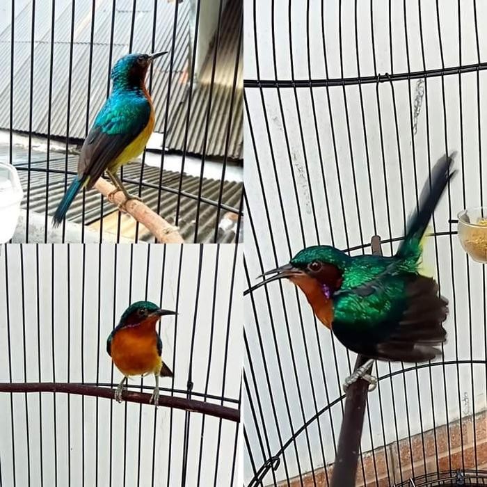 kolibri wulung gacor