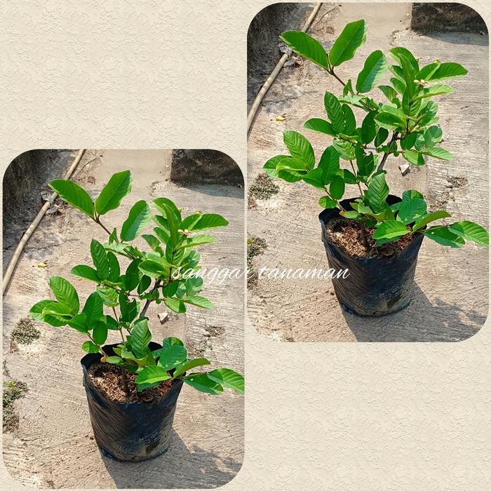 bibit buah jambu kristal/ tanaman buah jambu kristal