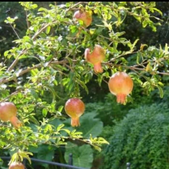 Pohon Delima Merah -Bibit Tanaman Pohon Delima Merah /Pohon Delima
