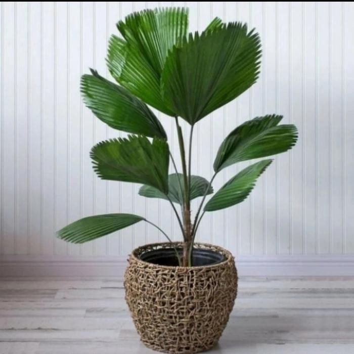  Tanaman palem kol bibit palem kol