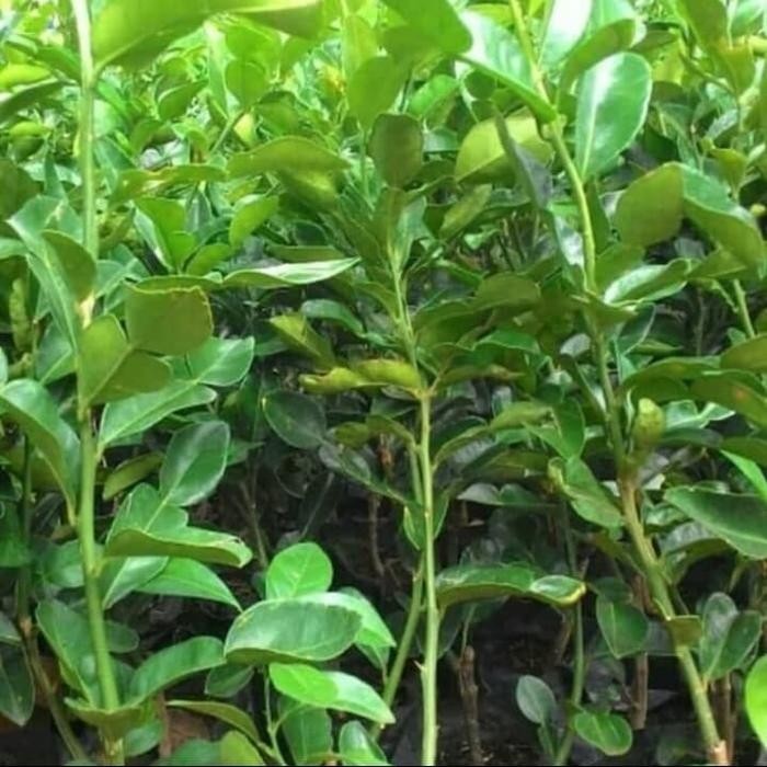 Pohon Jeruk Purut - Bibit Tanaman Pohon Jeruk Purut