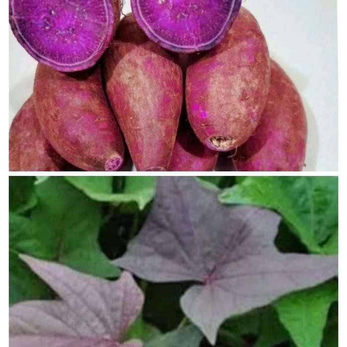 bibit tanaman ubi ungu super 200gram