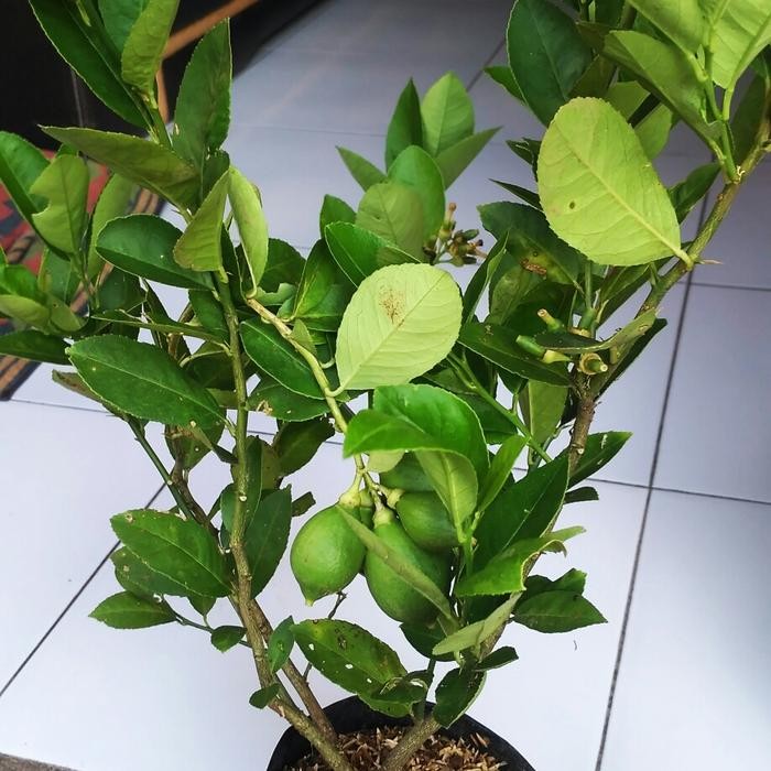 Bibit Tanaman Buah Jeruk Lemon Pohon Buah Jeruk Lemon