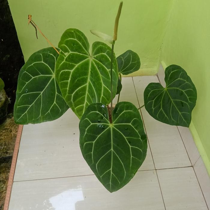 Tanaman hias Bibit Anthurium kuping gajah jumbo