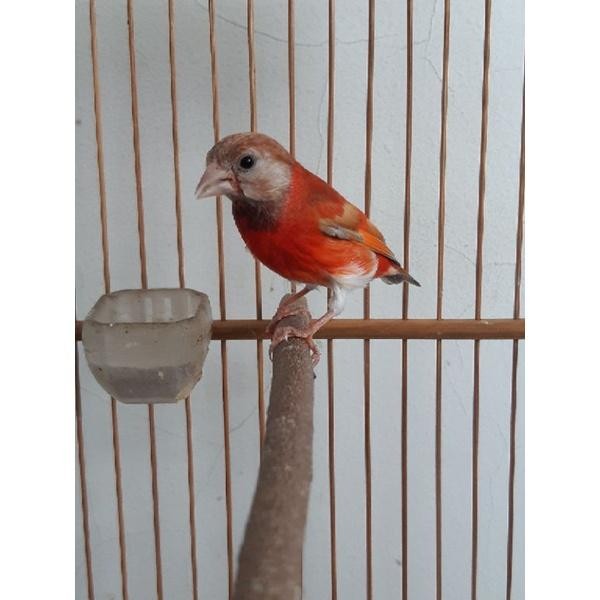 Burung Red Siskin Double Dilute Jantan Gacoran