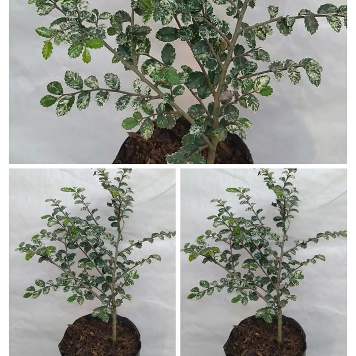 tanaman ulmus micro bahan untuk bonsai