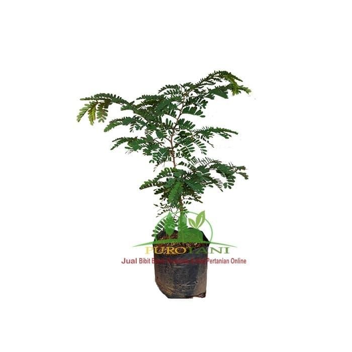 Bibit Tanaman Pohon Asam Jawa Asem Jawa Unggul Bahan Bonsai