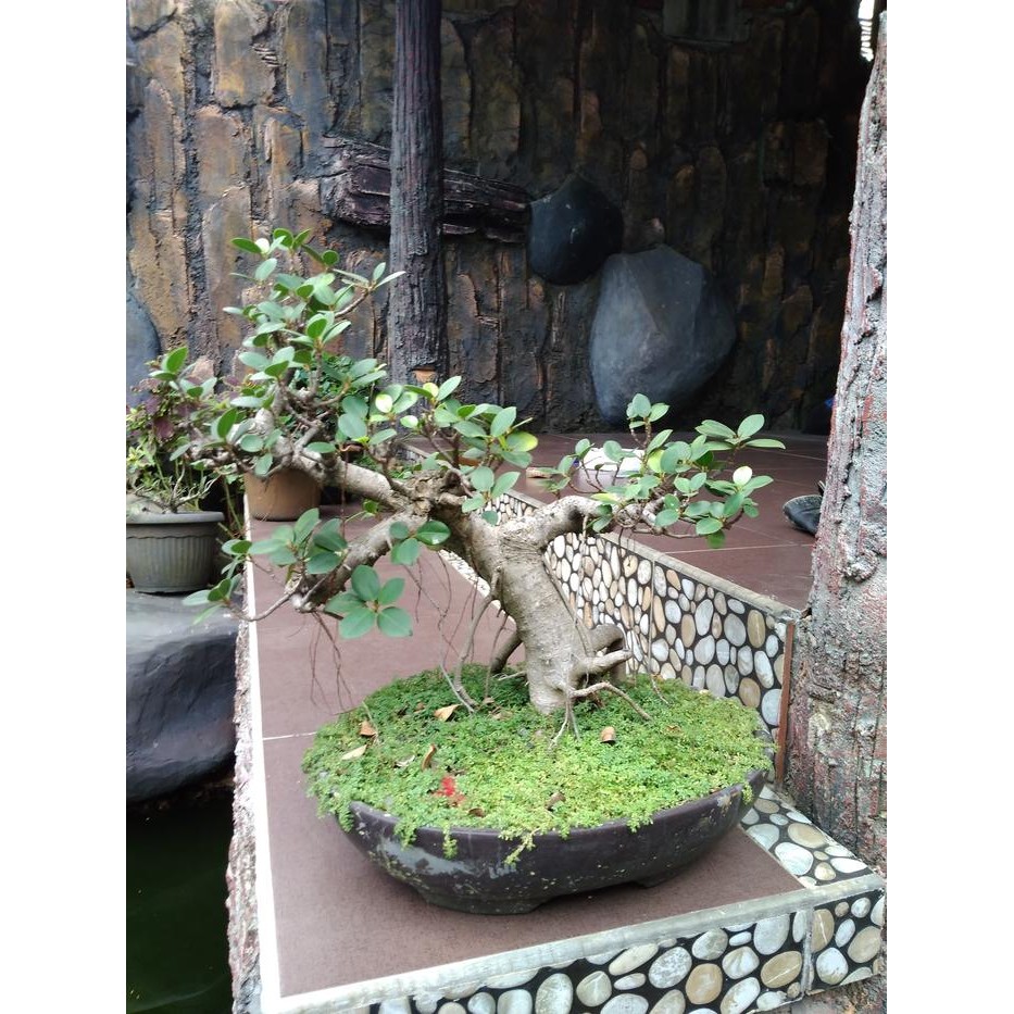 Tanaman bonsai beringin korea bonsai mini beringin korea beringin
