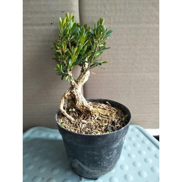 tanaman bonsai mini boxsus / boksus pohon kecil tua - SBGroup