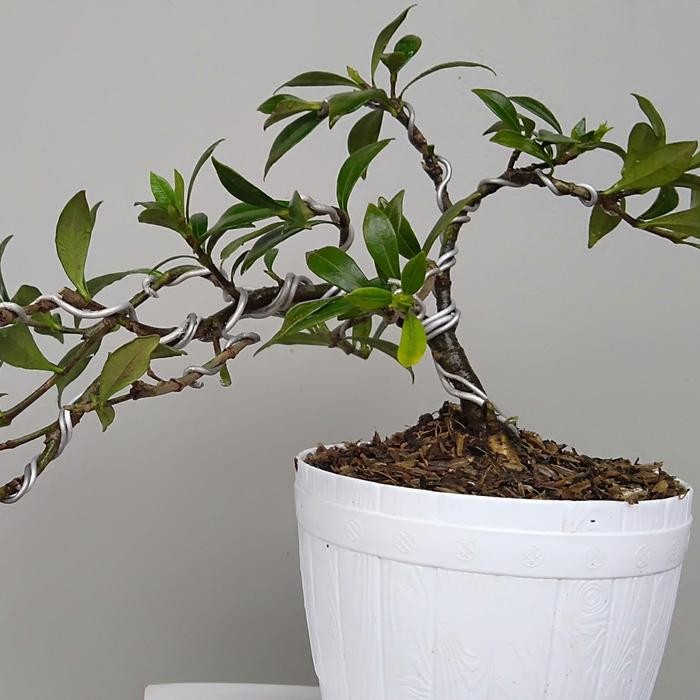 Tanaman bonsai Gardenia