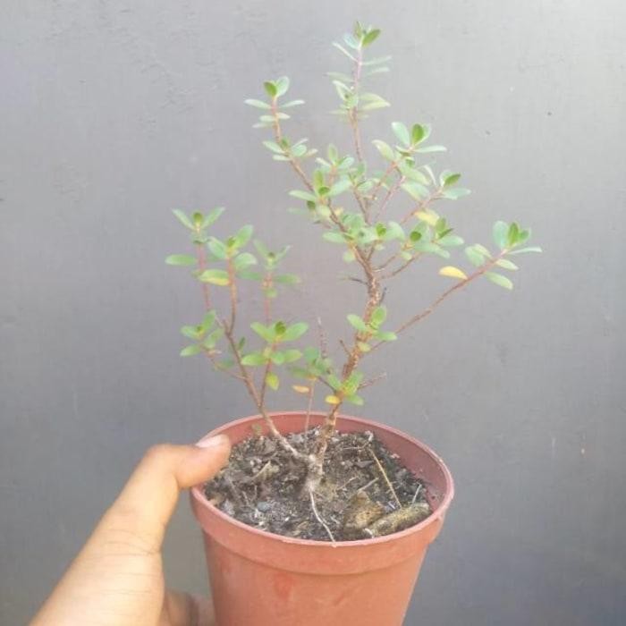 Bahan Bonsai Tanaman Hias Bibit Santigi Karang lupkgu 1748lm