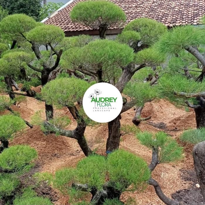 Pohon bonsai cemara udang - Tanaman bonsai cemara udang