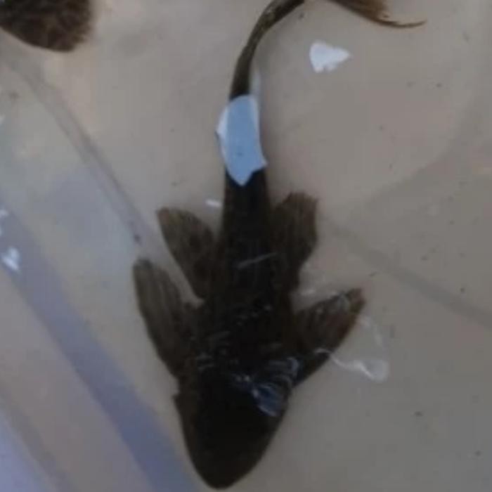 Ikan Hias Pembersih Kaca Pemakan Lumut Sapu Sapu Hitam Kecil Jumbo