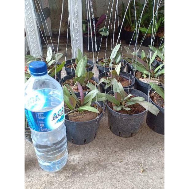 anggrek doritis pink dewasa rimbun dan knop