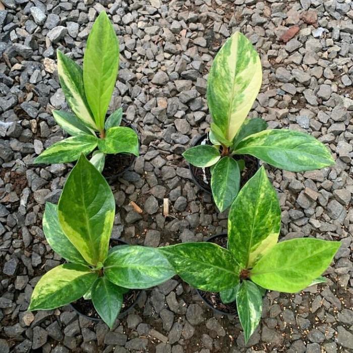 Tanaman Hias Anthurium Jemani Varigata - Tanaman Hias Koleksi
