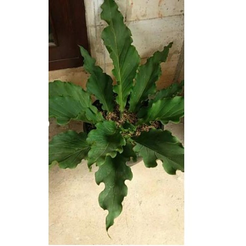 'gelombang cinta jumbo induk '